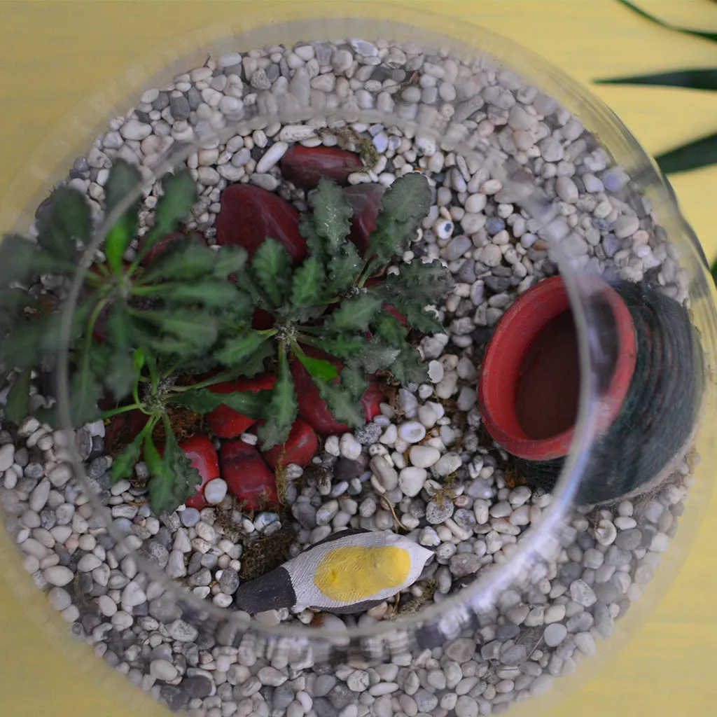 Bird and the Pitcher Terrarium Kit